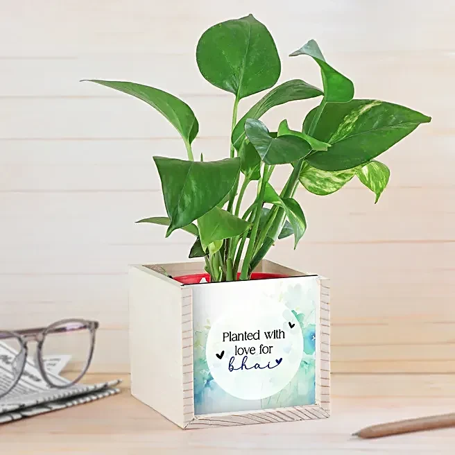 Custom Message Money Plant