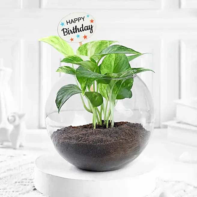 Happy Birthday Indoor Plant Gift