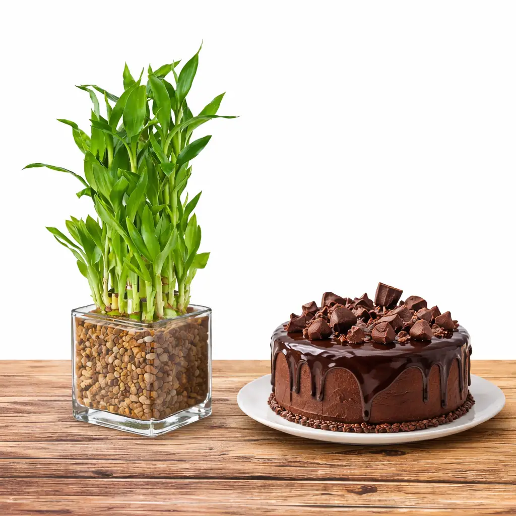 Green Bamboo and Chocolate Cake Gift