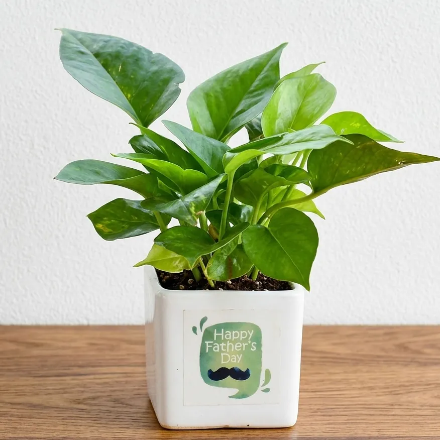 Happy Fathers Day Money Plant Gift — photo 2