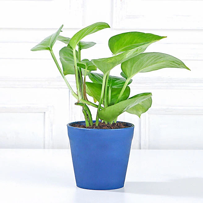 Easy Care Money Plant Indoor Gift