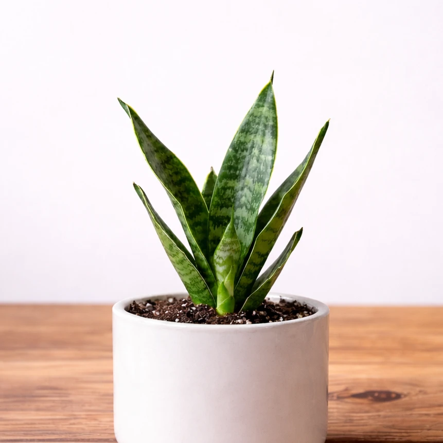 Snake Plant