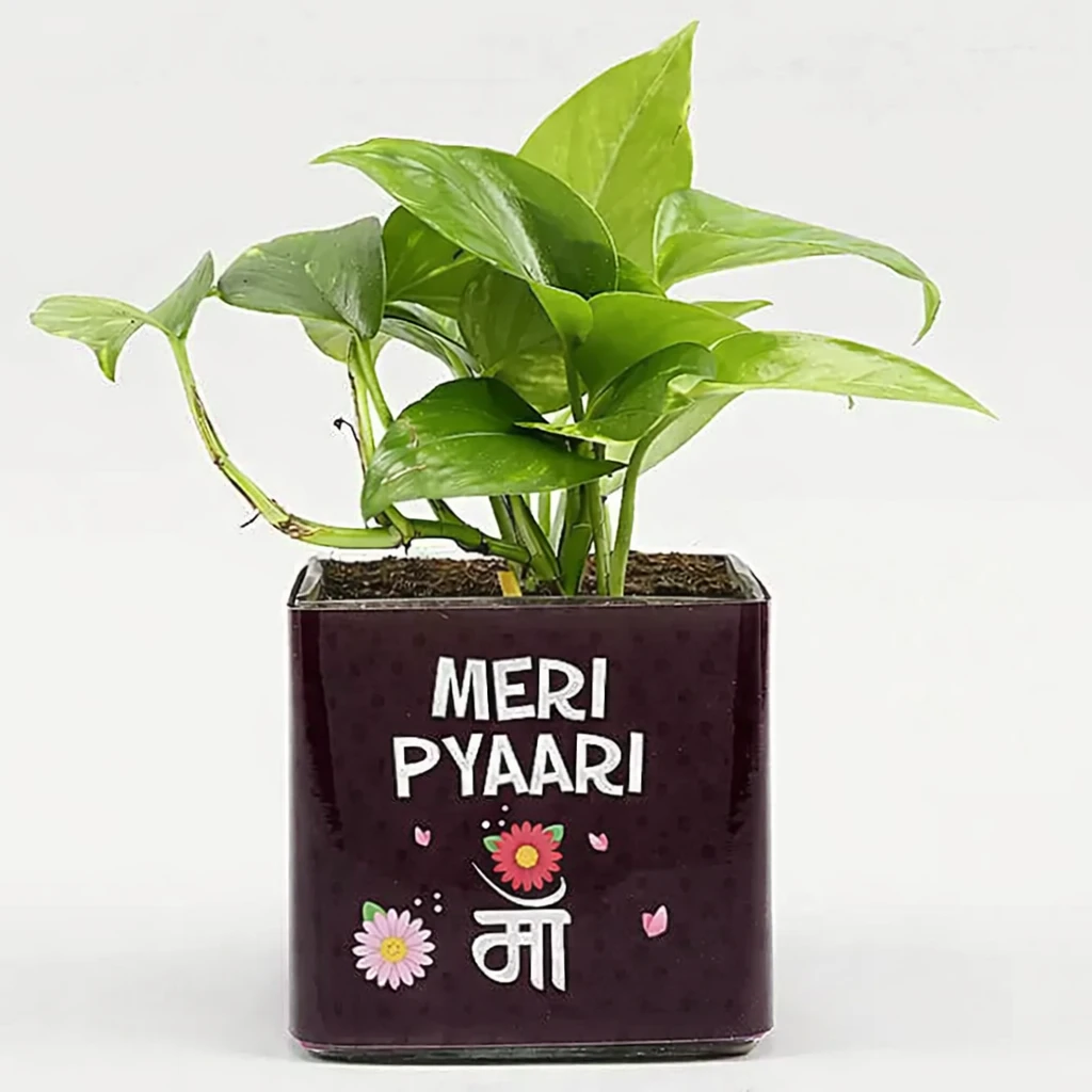 Cute Plant Gift for Maa