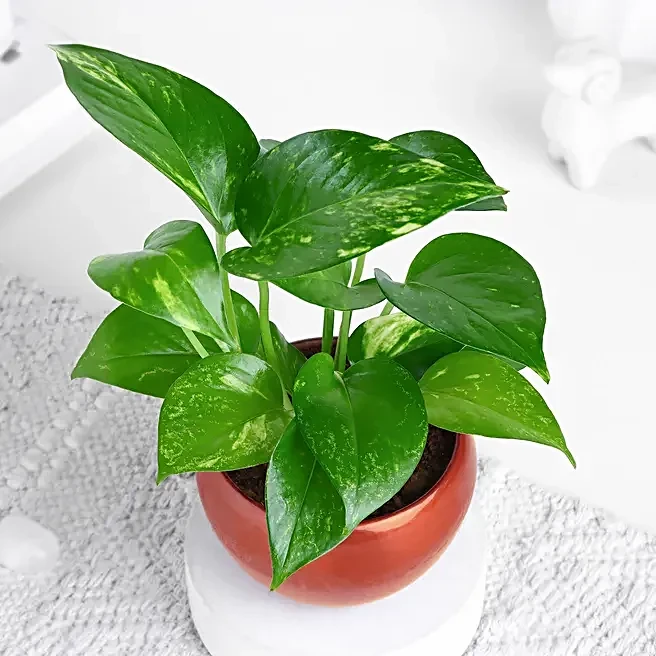 Money Plant with Red Pot