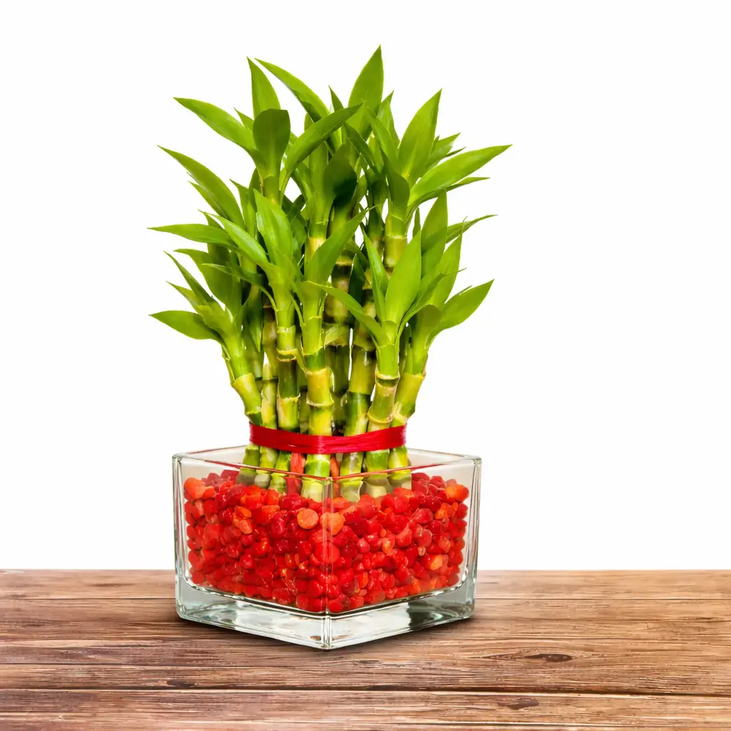 Bamboo Plant with Cadbury Silk Gift Set — photo 2