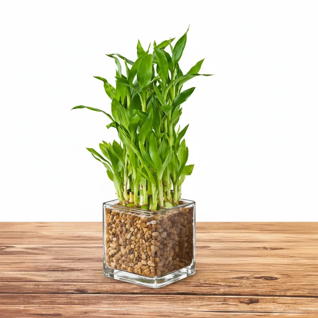 Green Bamboo and Chocolate Cake Gift