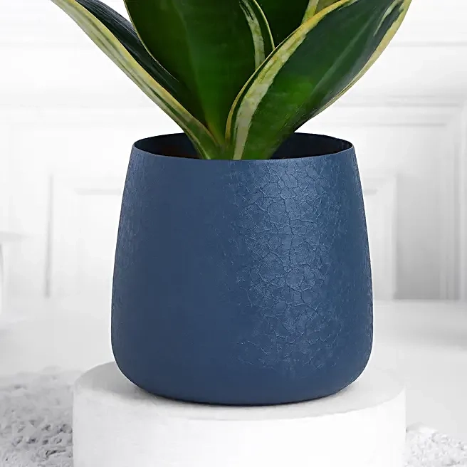 Green Snake Plant for Home & Office