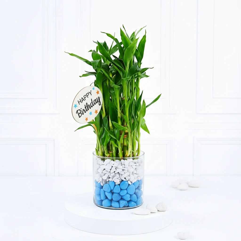 Lucky Bamboo with Stones Gift
