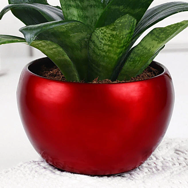 Easy Care Snake Plant Home Gift