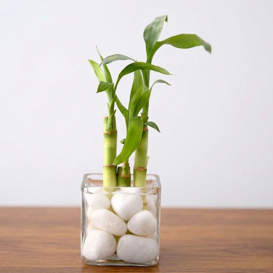 2 Layer Lucky Bamboo Plant in Vase — photo 2