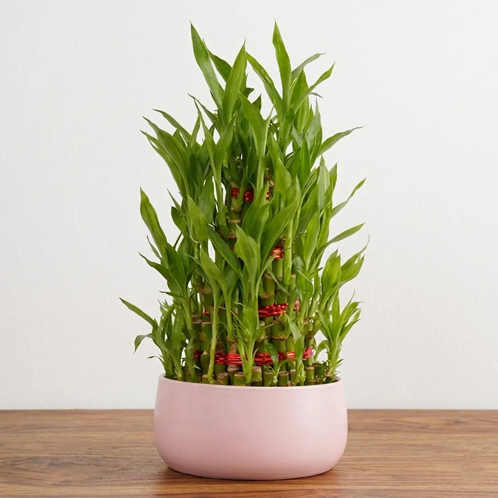 Lucky Bamboo Plant in Decorative Pot