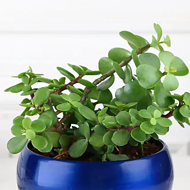 Lucky Jade Plant in Blue Pot