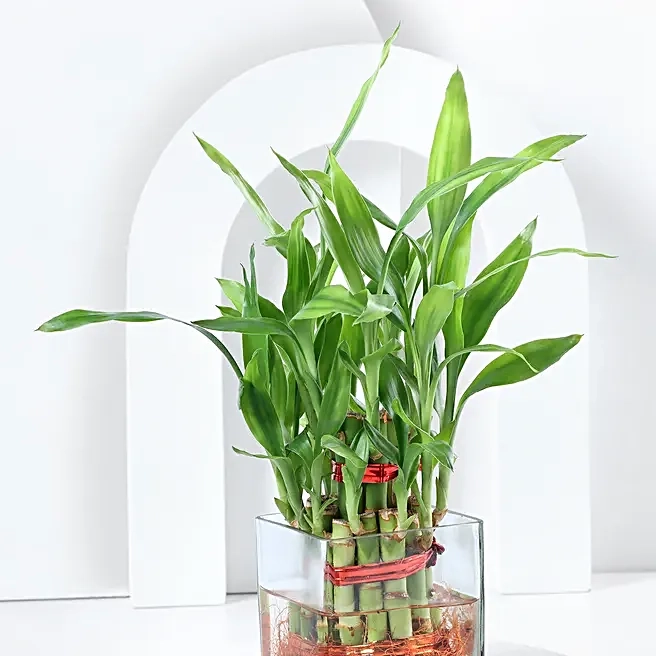 Indoor Lucky Bamboo Plant Gift