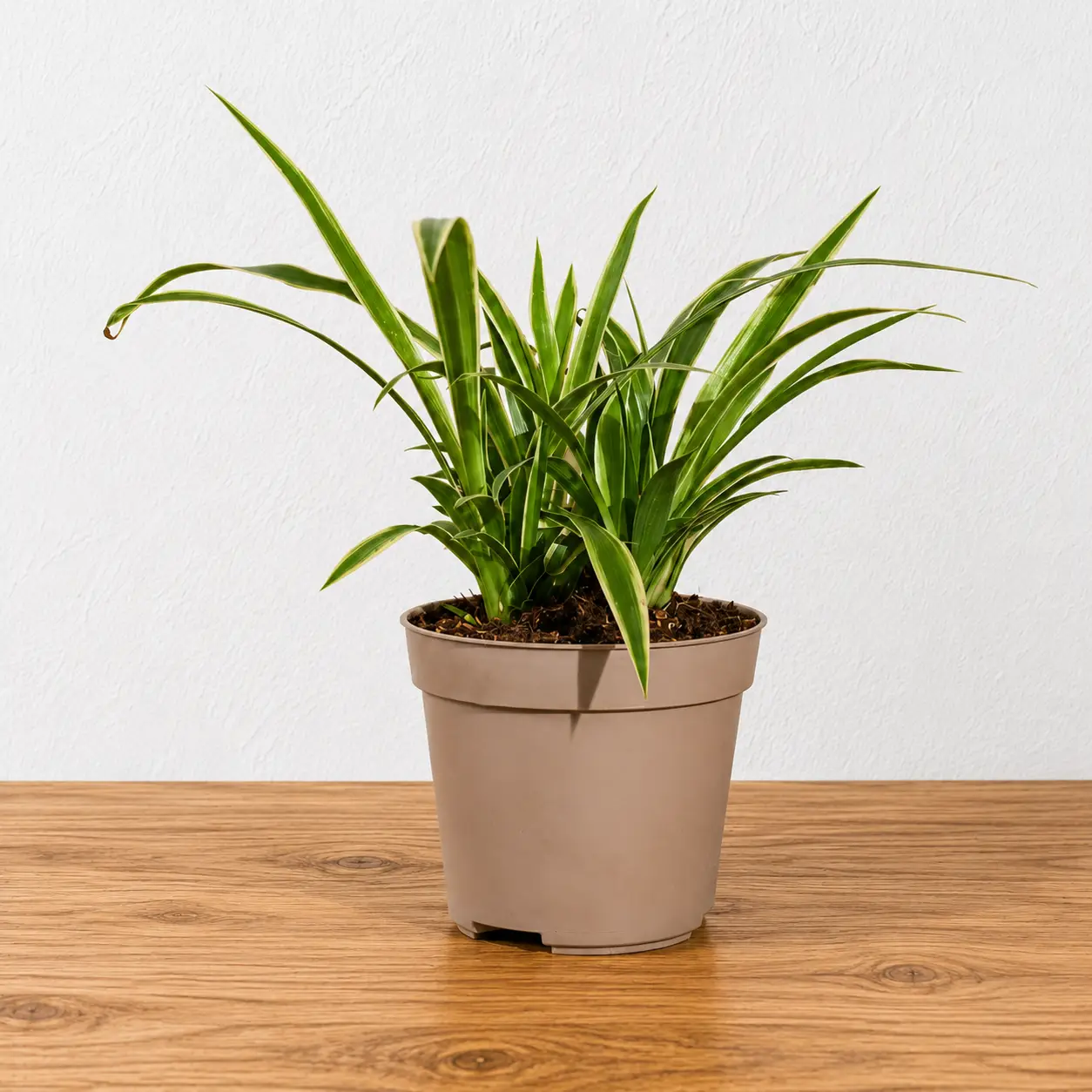 Spider Plant in Pot