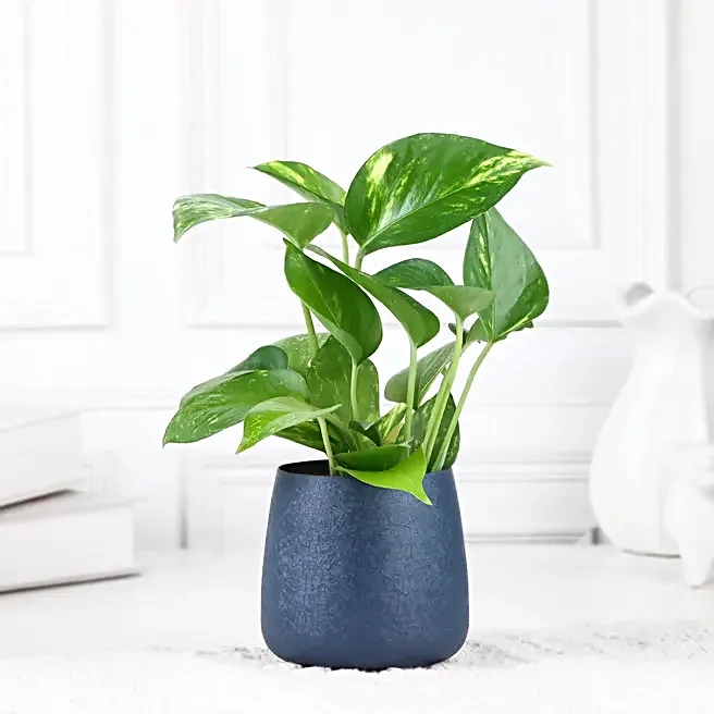 Fresh Money Plant for Home Decor