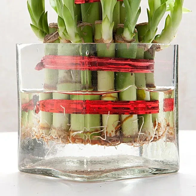 Bamboo Plant in Glass Vase