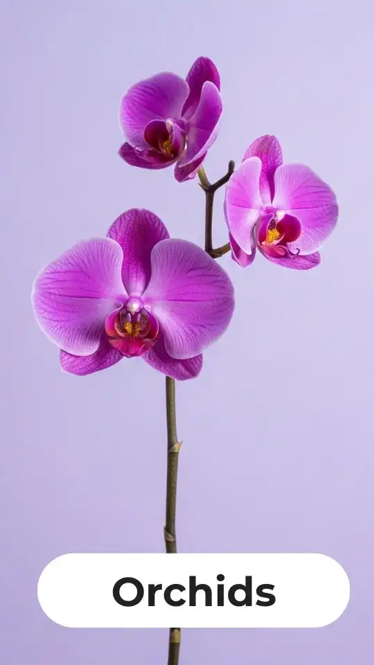Flowers Category Images